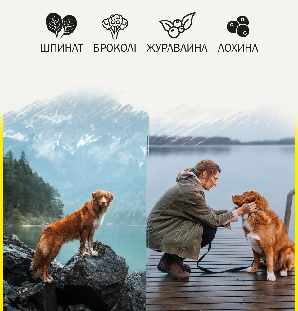 Фото 2 AMBROSIA Adult Mini Breeds Fresh Salmon & Chicken