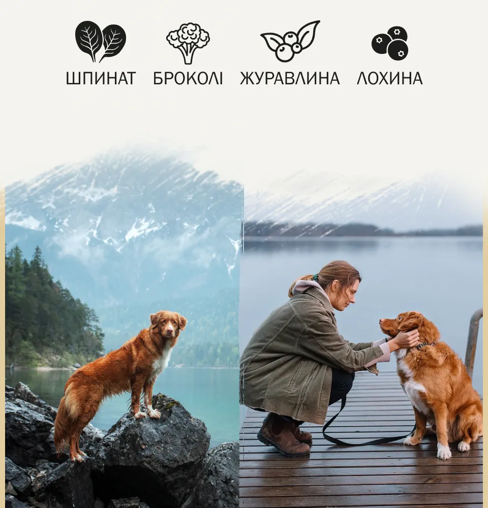 Фото 2 AMBROSIA Adult Mini Breeds Fresh Salmon & Rabbit