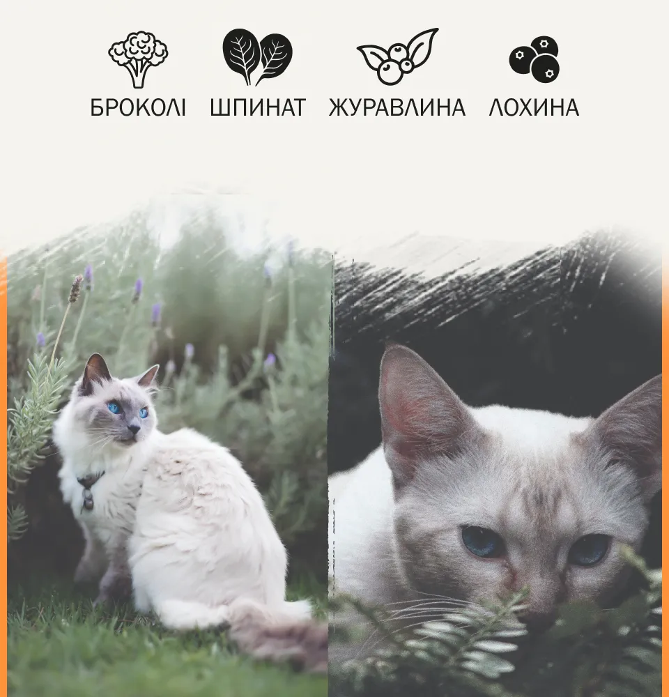 Фото 2 AMBROSIA Grain Free Cat Fresh Salmon & Chicken