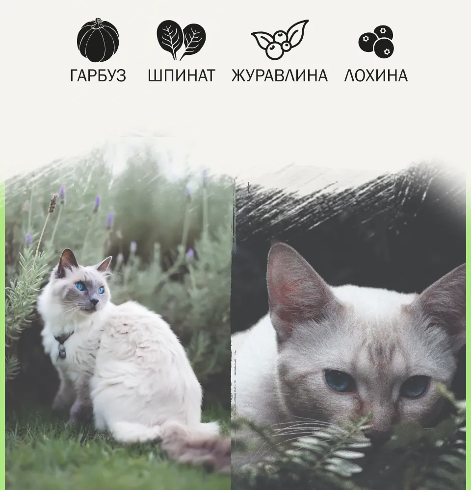 Фото 2 AMBROSIA Grain Free Cat Fresh Turkey & Herring