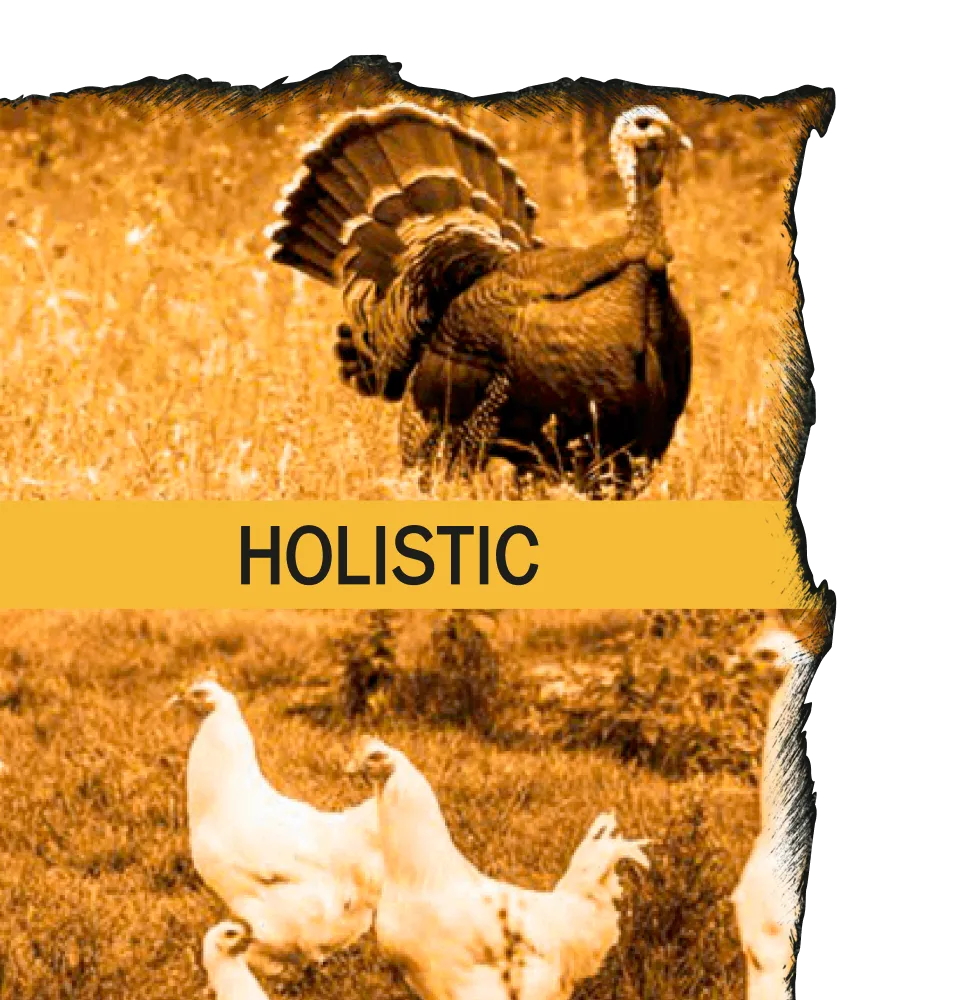 Фото 4 AMBROSIA Grain Free Kitten & Cat Fresh Turkey & Chicken
