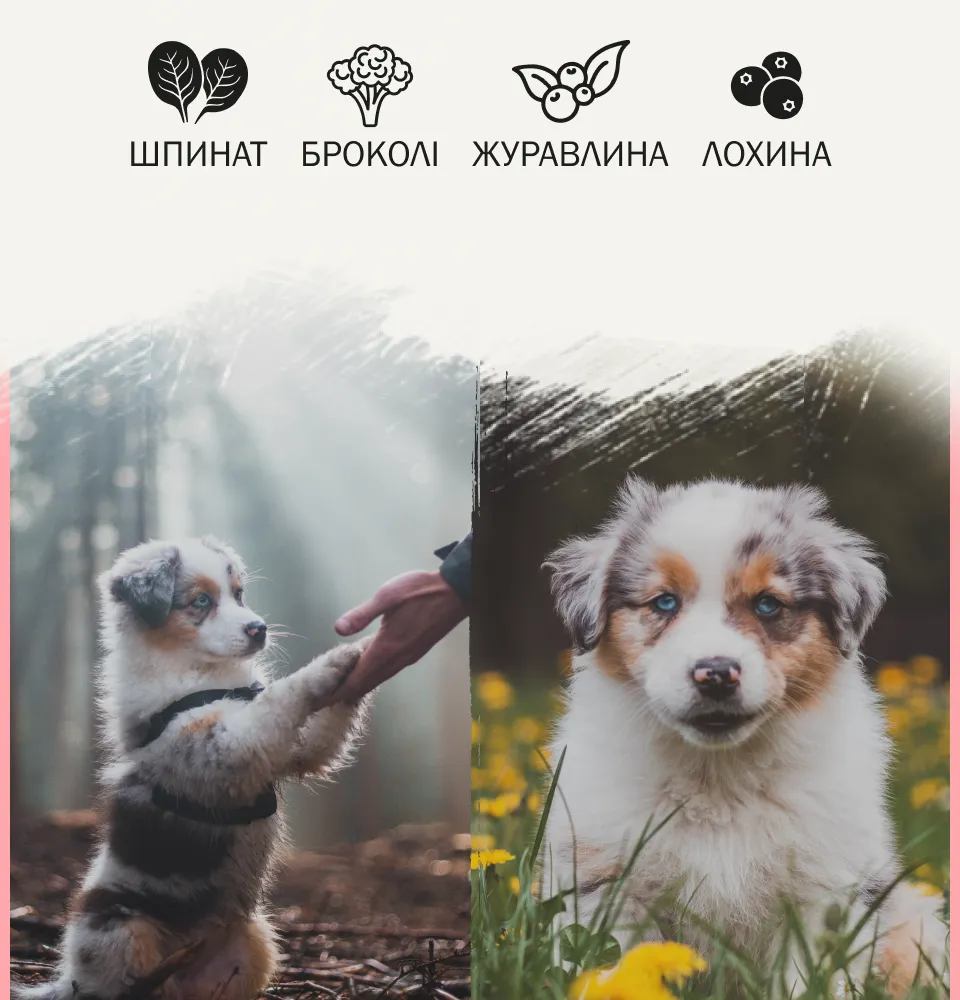 Фото 2 AMBROSIA Grain Free Puppy Chicken & Fresh Fish