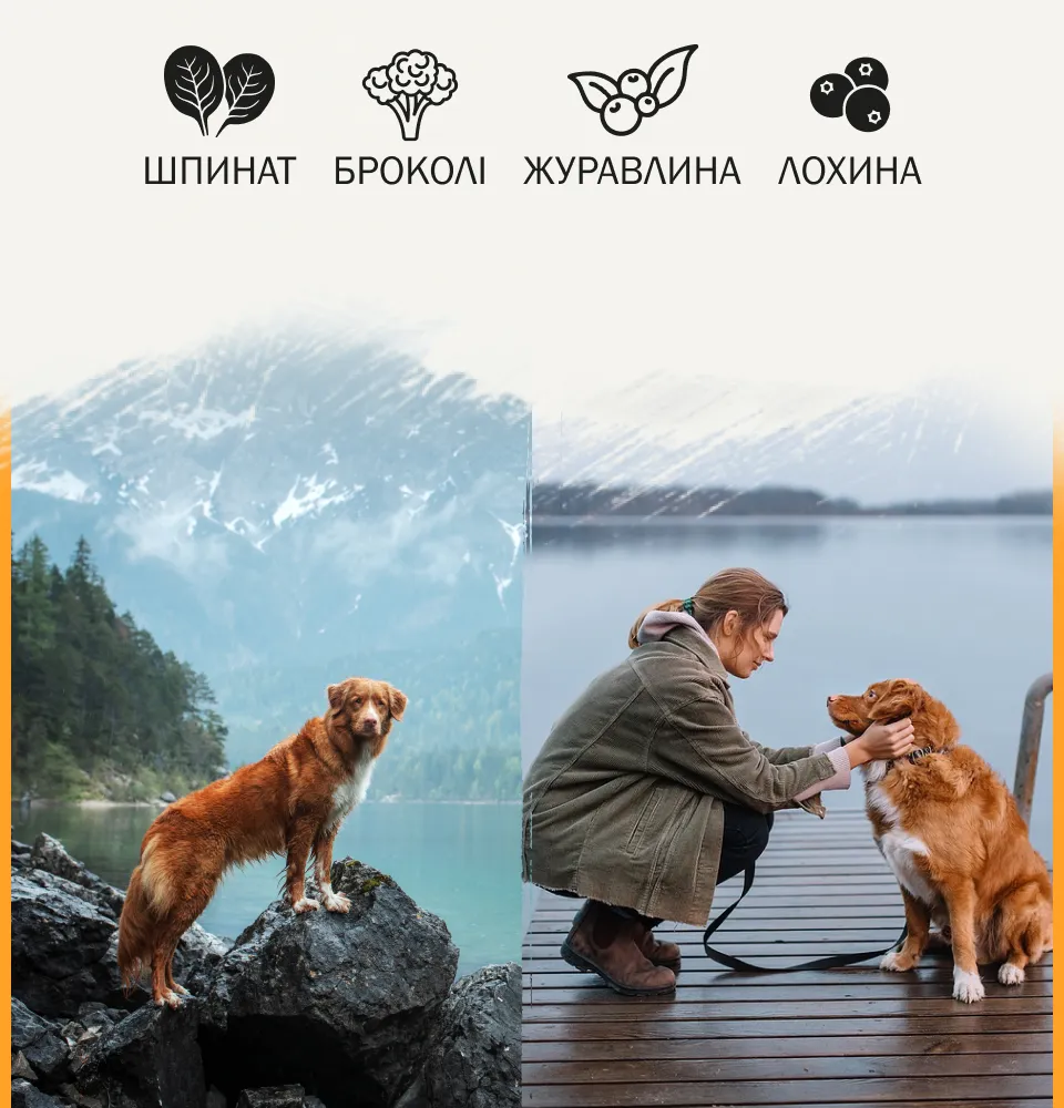 Фото 2 Ambrosia Grain Free Dog Adult Chicken & Fresh Salmon