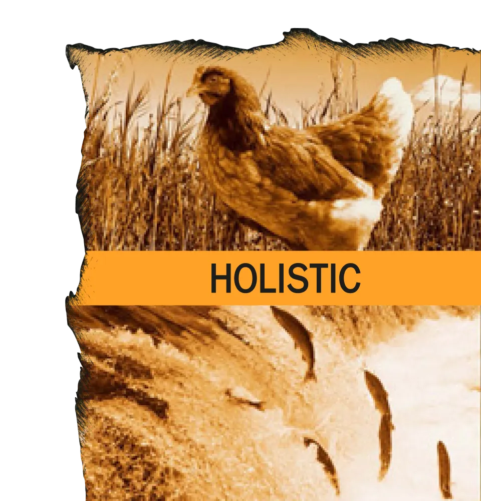 Фото 4 Ambrosia Grain Free Dog Adult Chicken & Fresh Salmon