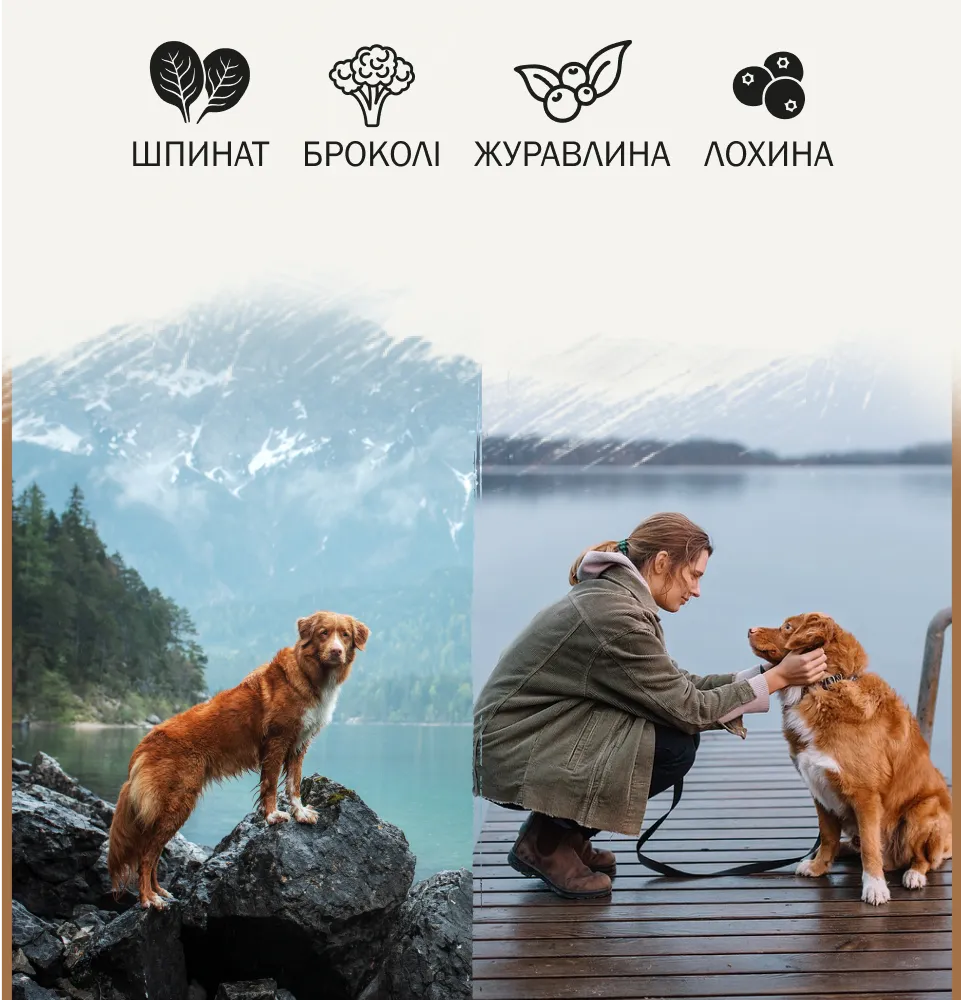 Фото 2 Ambrosia Grain Free Dog Fresh Turkey & Rabbit