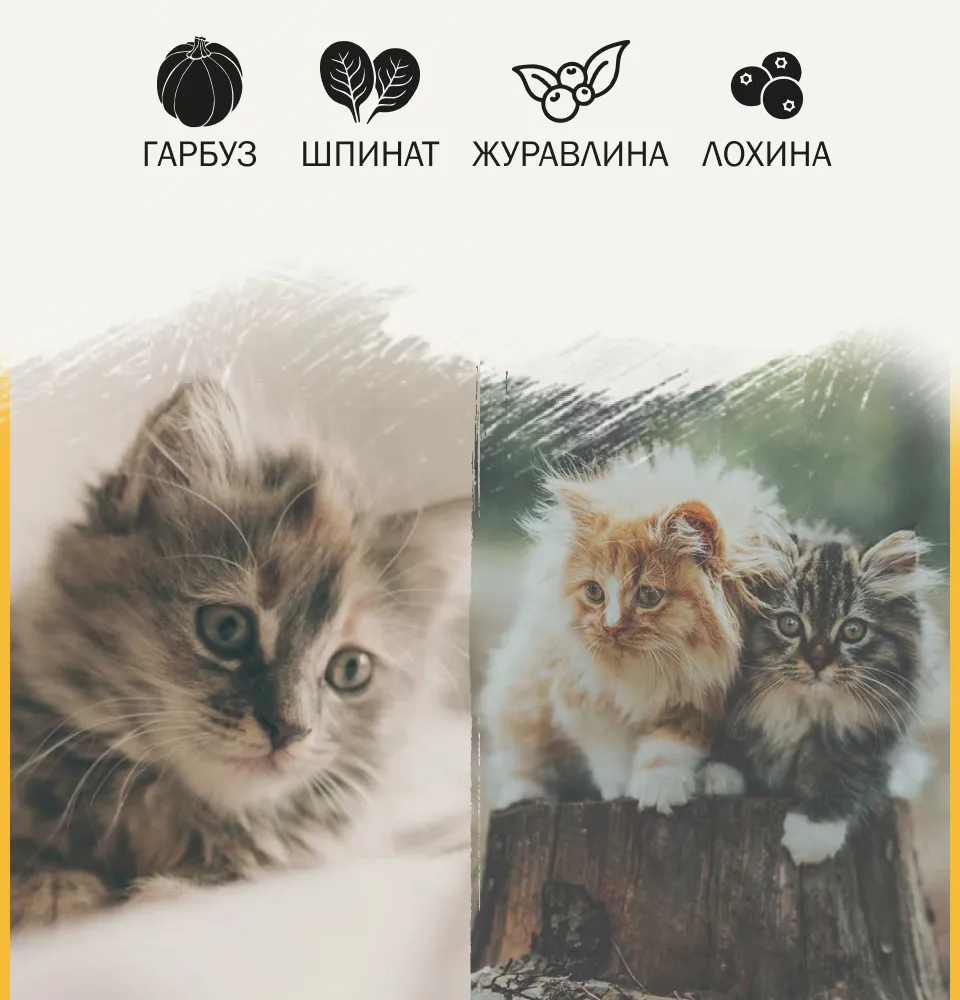 Фото 2 AMBROSIA Grain Free Kitten & Cat Fresh Turkey & Chicken