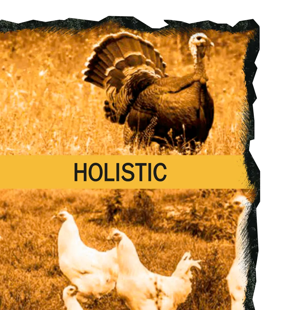 Фото 4 AMBROSIA Grain Free Kitten & Cat Fresh Turkey & Chicken