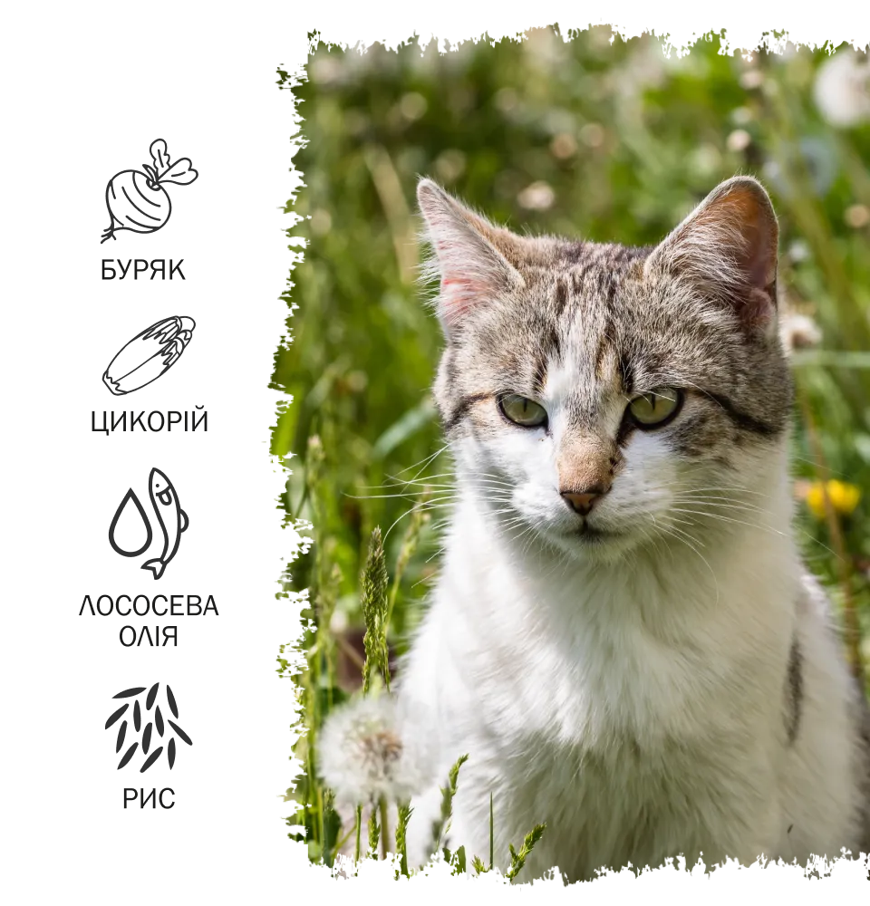 Фото 2 Anima Cat Young & Adult Chicken