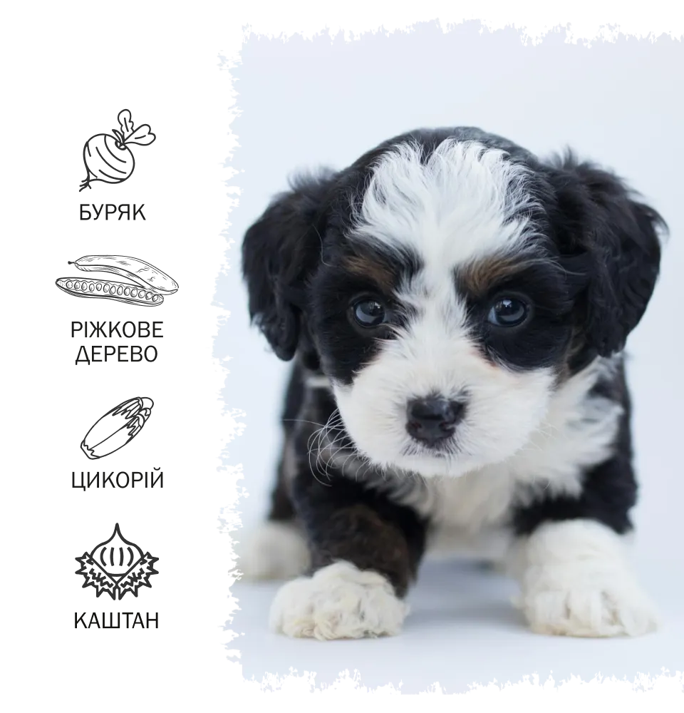 Фото 2 Anima Puppy Chicken & Turkey