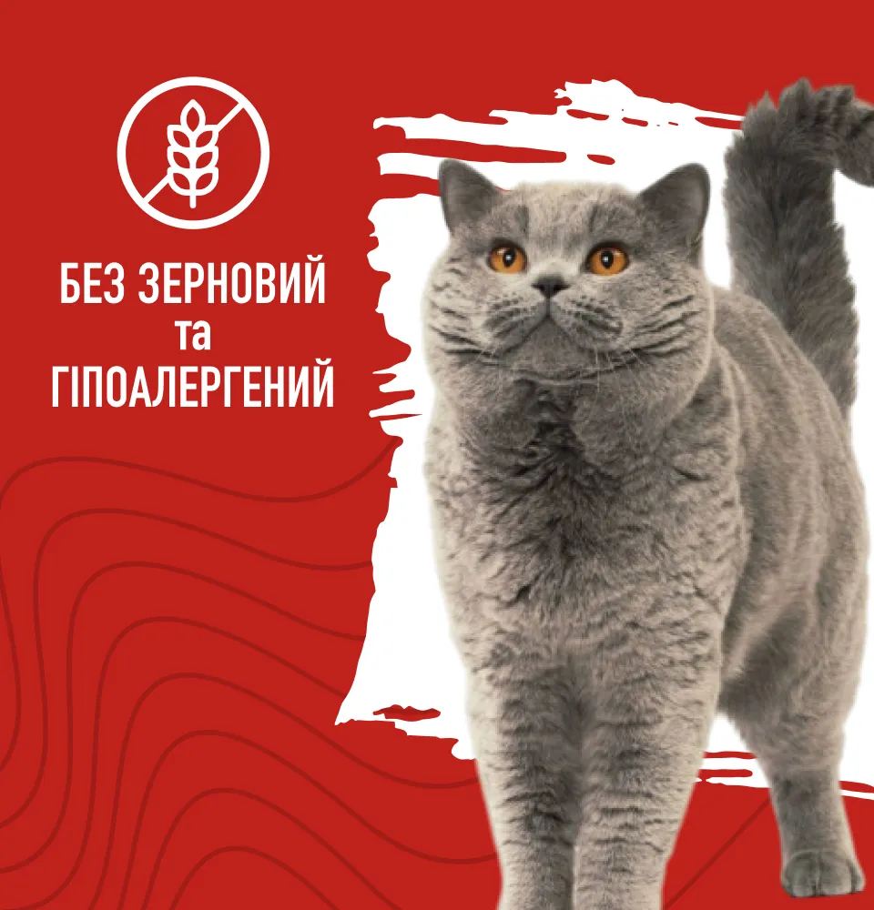 Фото 3 Bastteto Holistic