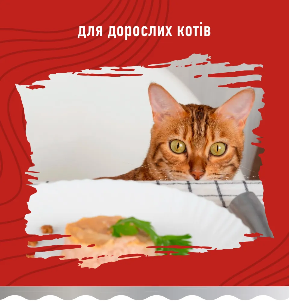 Фото 2 Bastteto Holistic