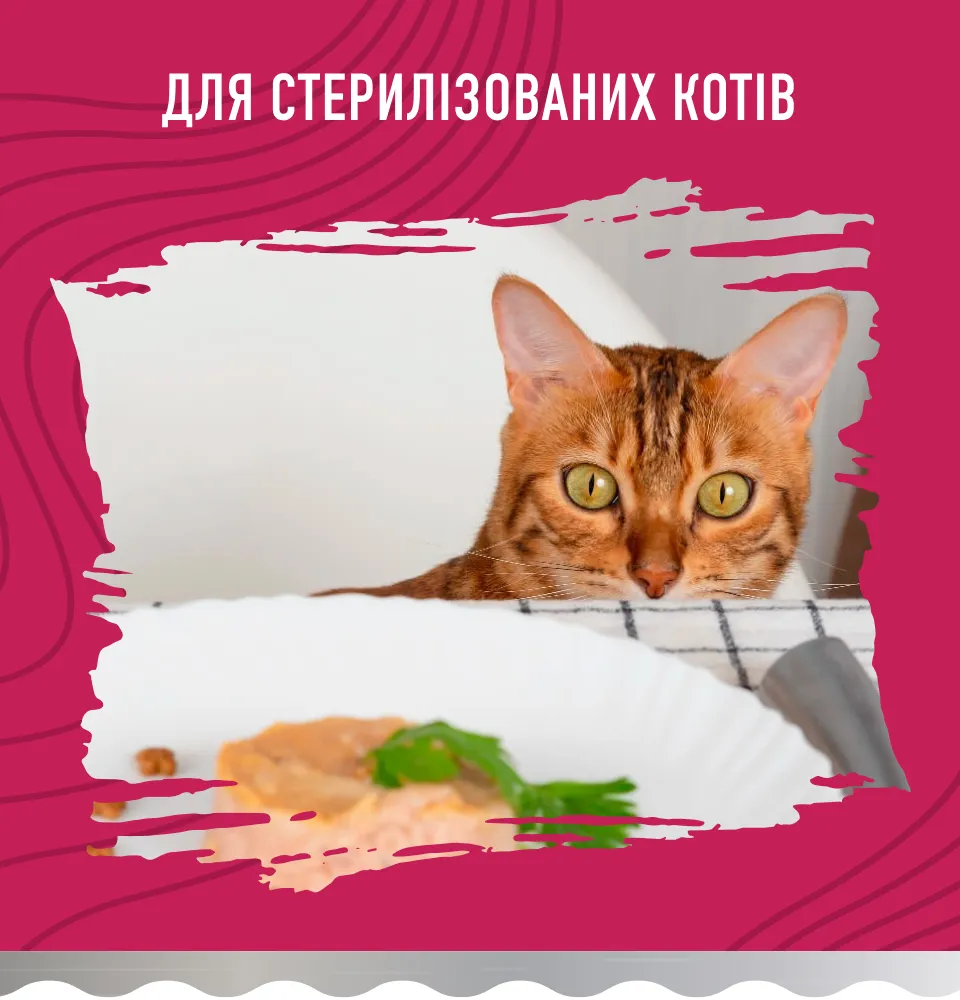 Фото 2 Bastteto Holistic