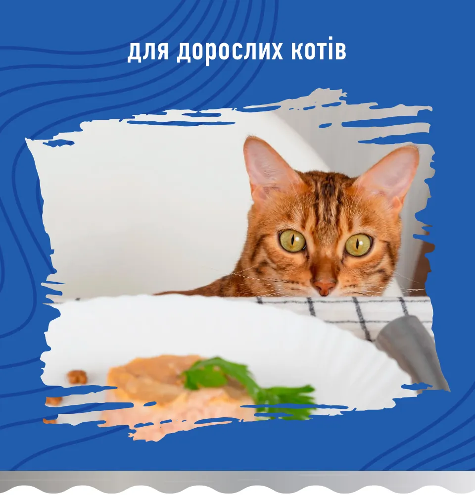 Фото 2 Bastteto Holistic