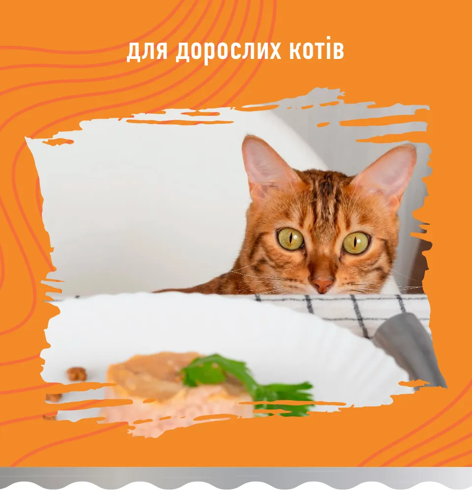 Фото 2 Bastteto Holistic