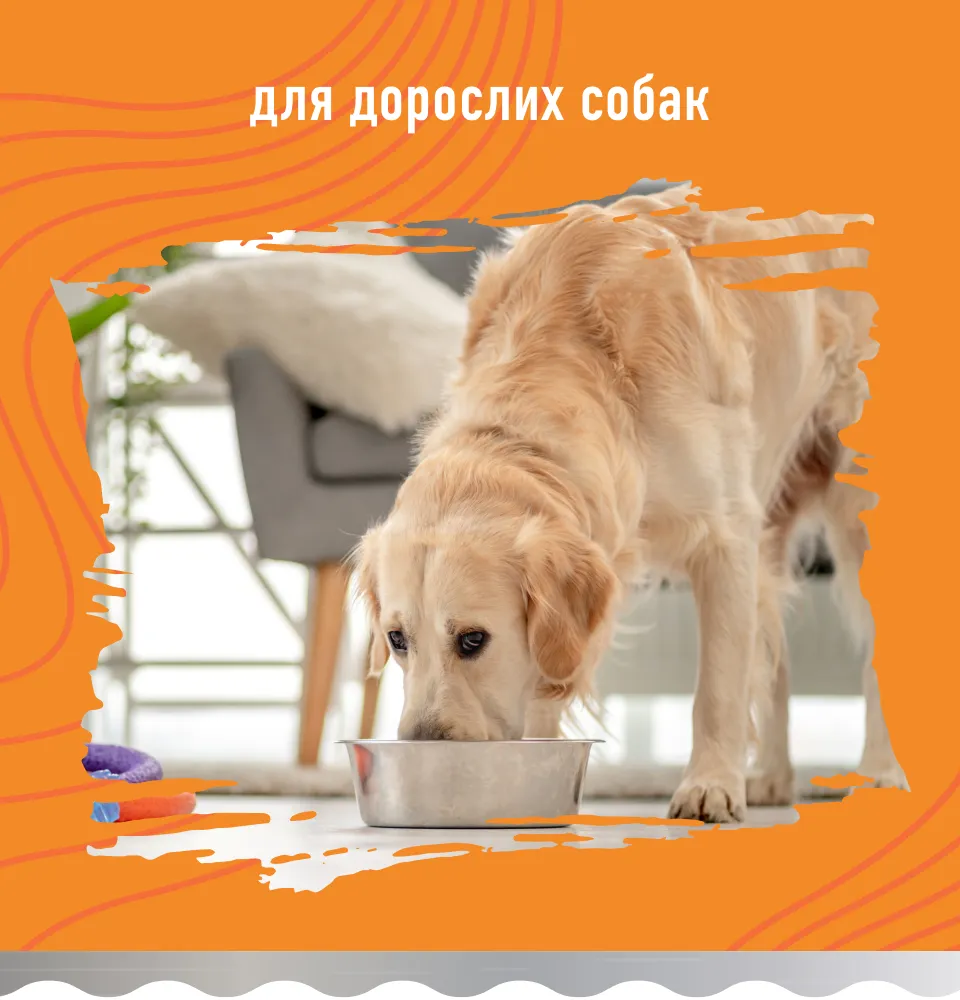 Фото 2 Bastteto Holistic