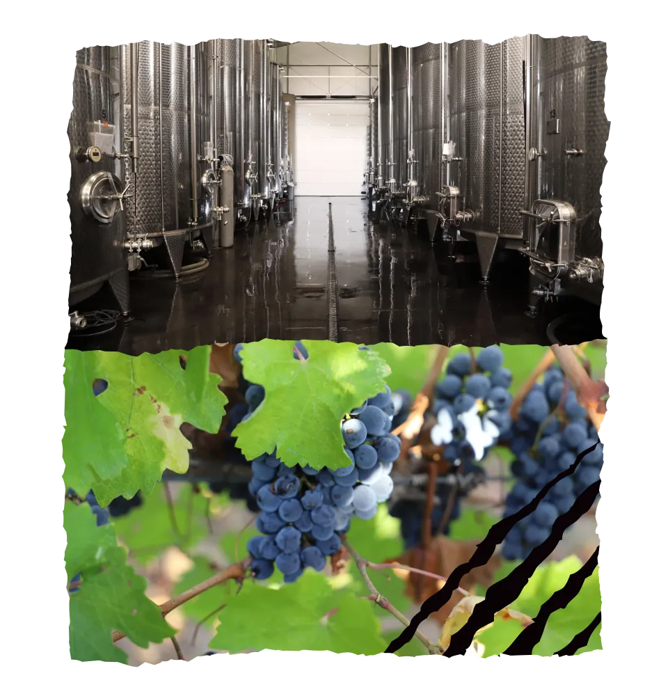Фото 4 Casetta Lambrusco Bianco IGT