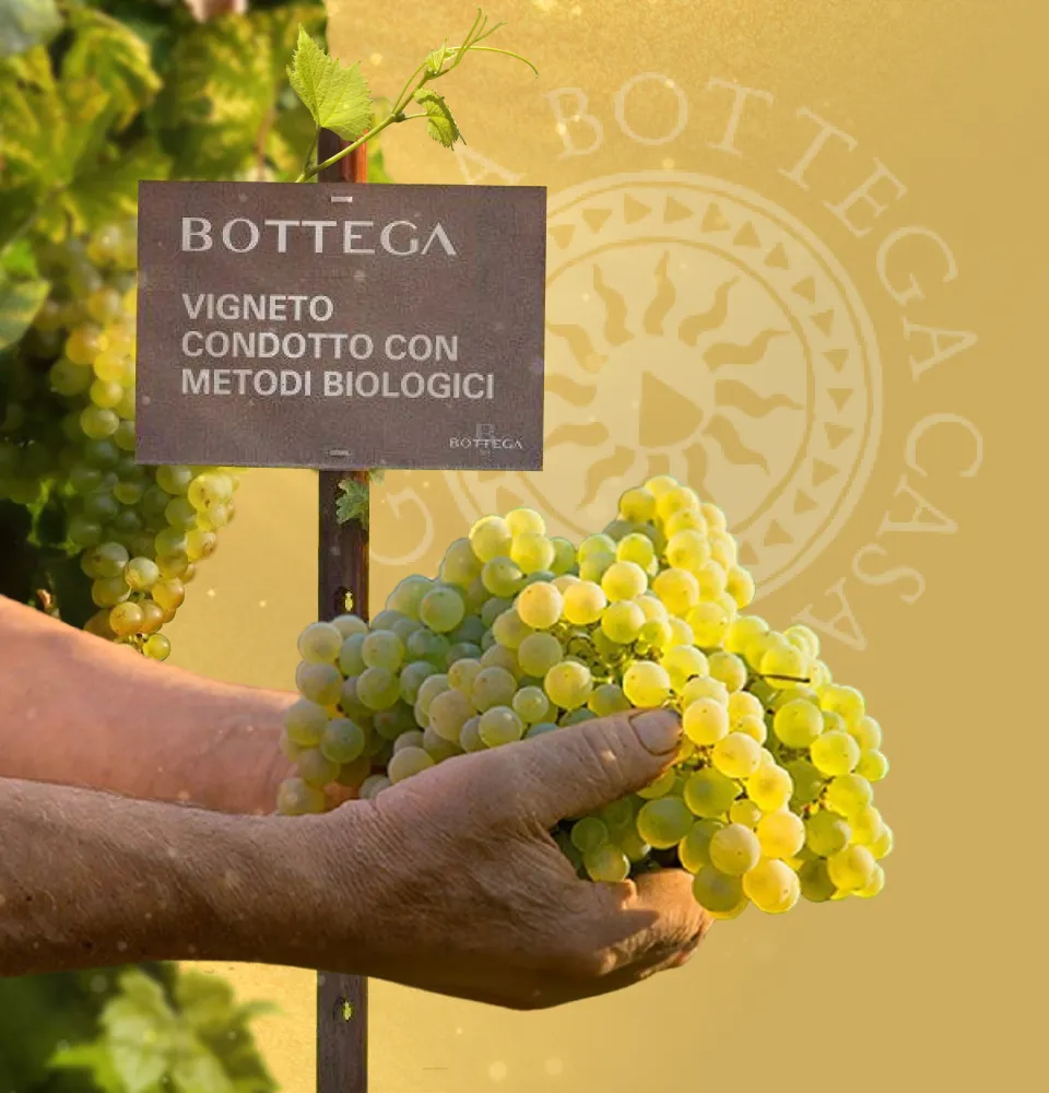 Фото 4 Bottega Gold Prosecco Brut DOC