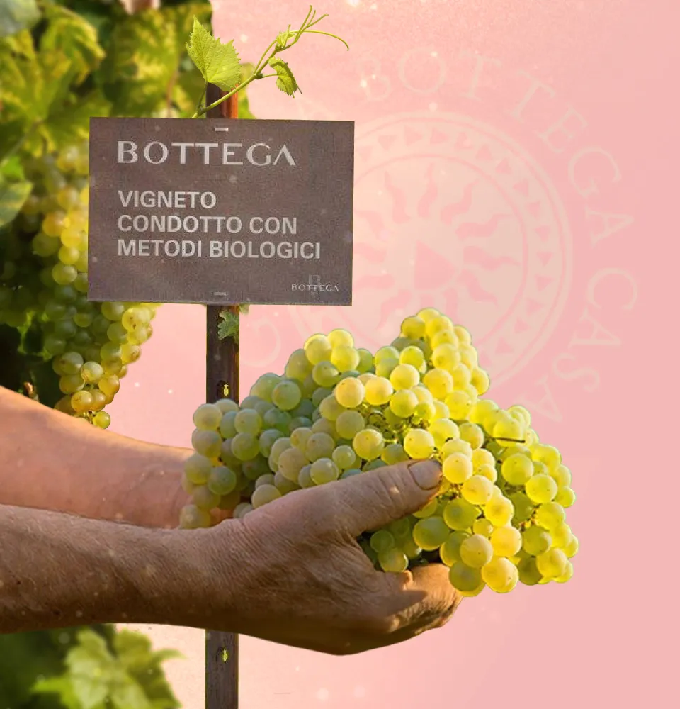 Фото 4 Bottega Gold Rose Spumante