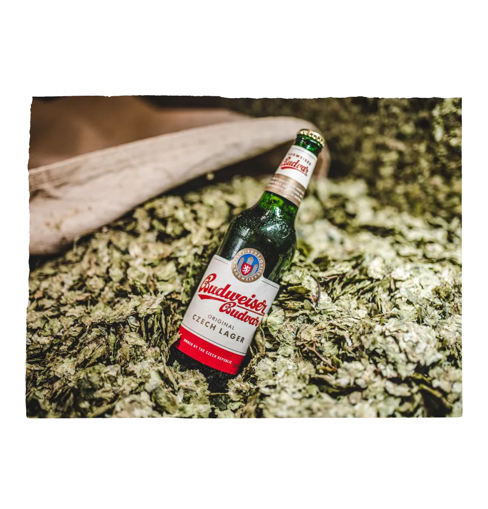 Фото 5 Budweiser Budvar