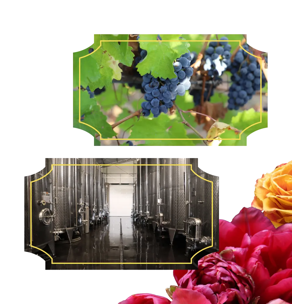 Фото 4 Catrina Merlot Rouge IGP Pays D'Oc
