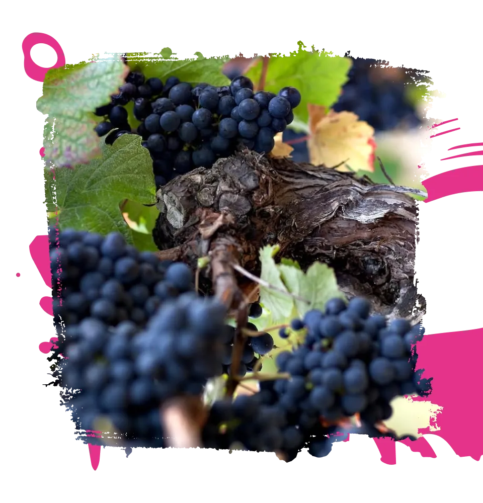 Фото 4 Chateau Laur Desinvolte Vin de France
