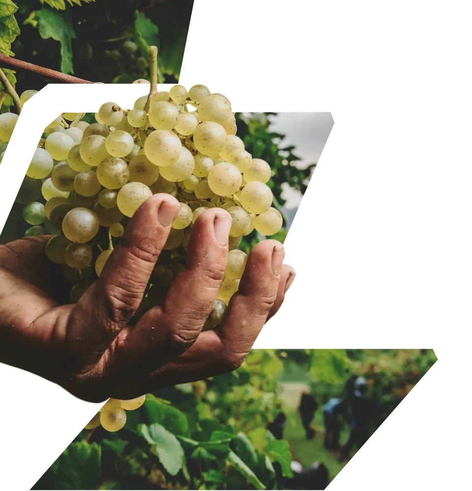 Фото 4 Contarini Moinet Prosecco D.O.C. Extra Dry