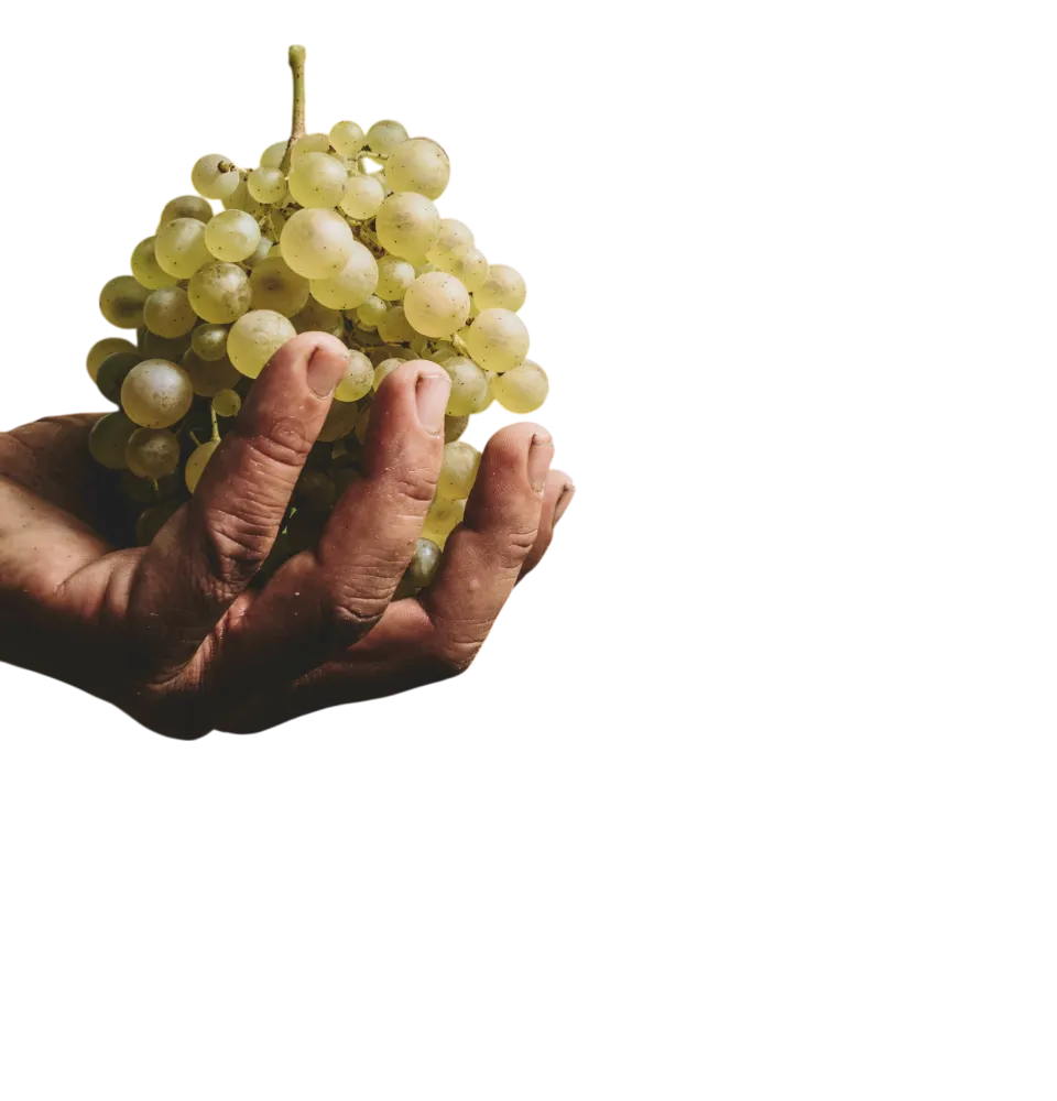 Фото 4 Moinet Prosecco D.O.C. Extra Dry