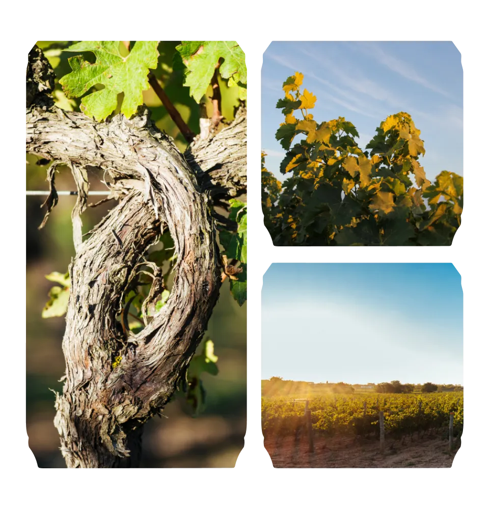 Фото 4 Domaine De La Baume Grande Olivette Sauvignon Blanc IGP Pays d'Oc