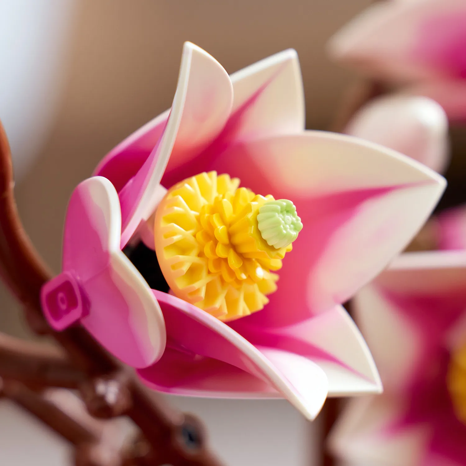 Двухцветные лепестки