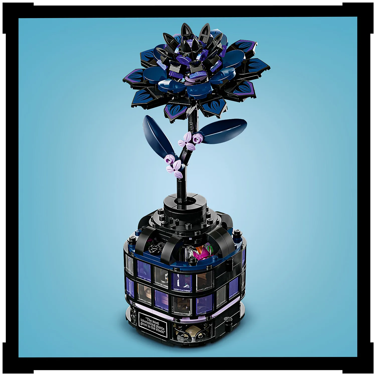 Цветок черной георгины фиксирует вазу