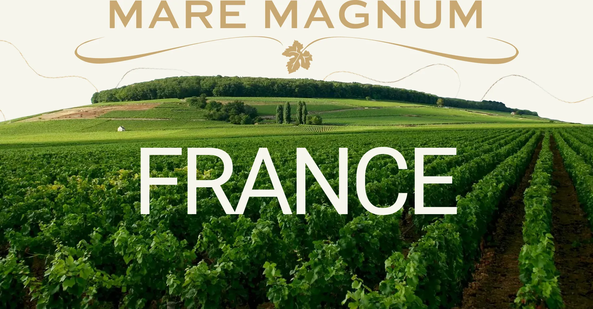 Фото 3 Mare Magnum Chardonnay Maison Francoise