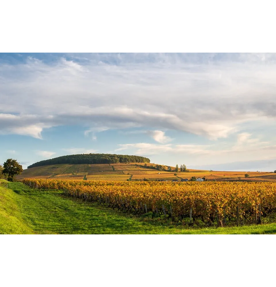 Фото 4 Pierre Andre Saint-Romain AOP