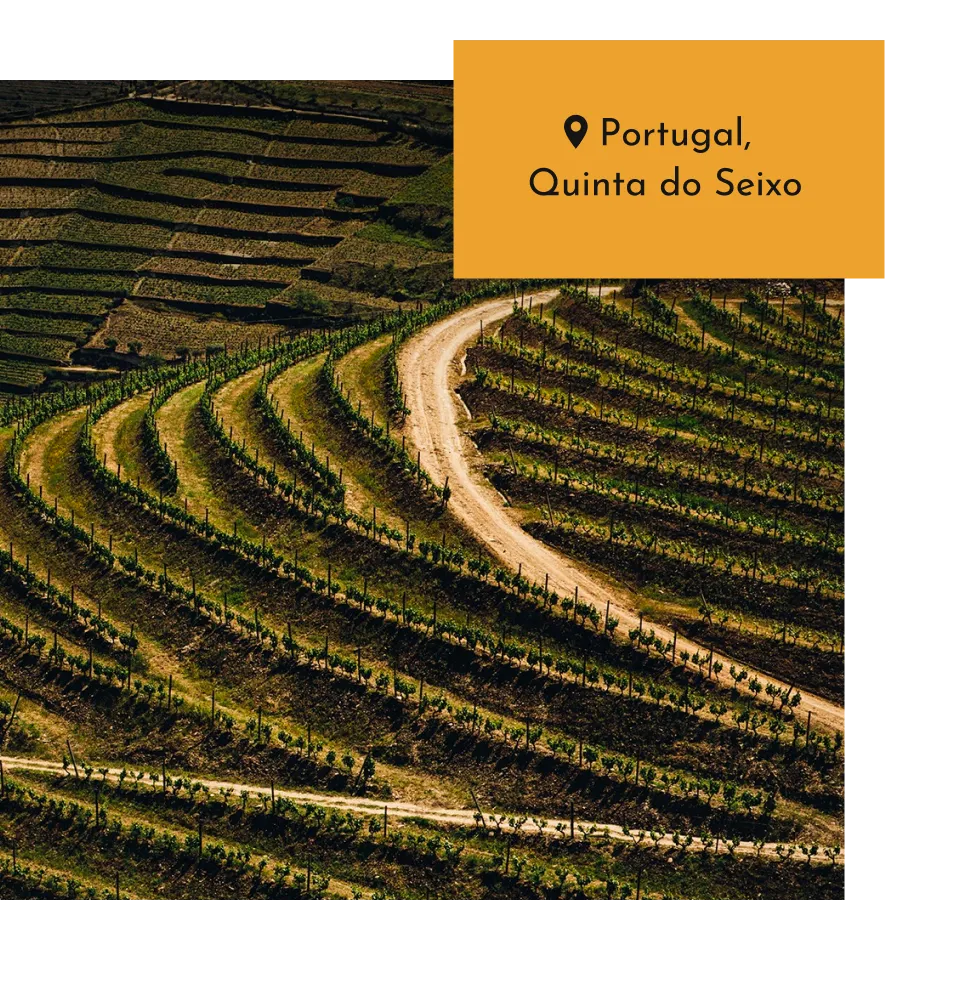 Фото 3-1 Sandeman Porto Ruby Sogrape Vinhos