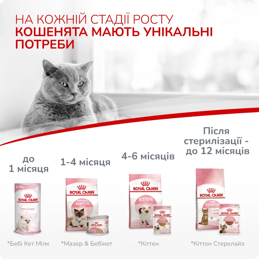 1й слайд для котів