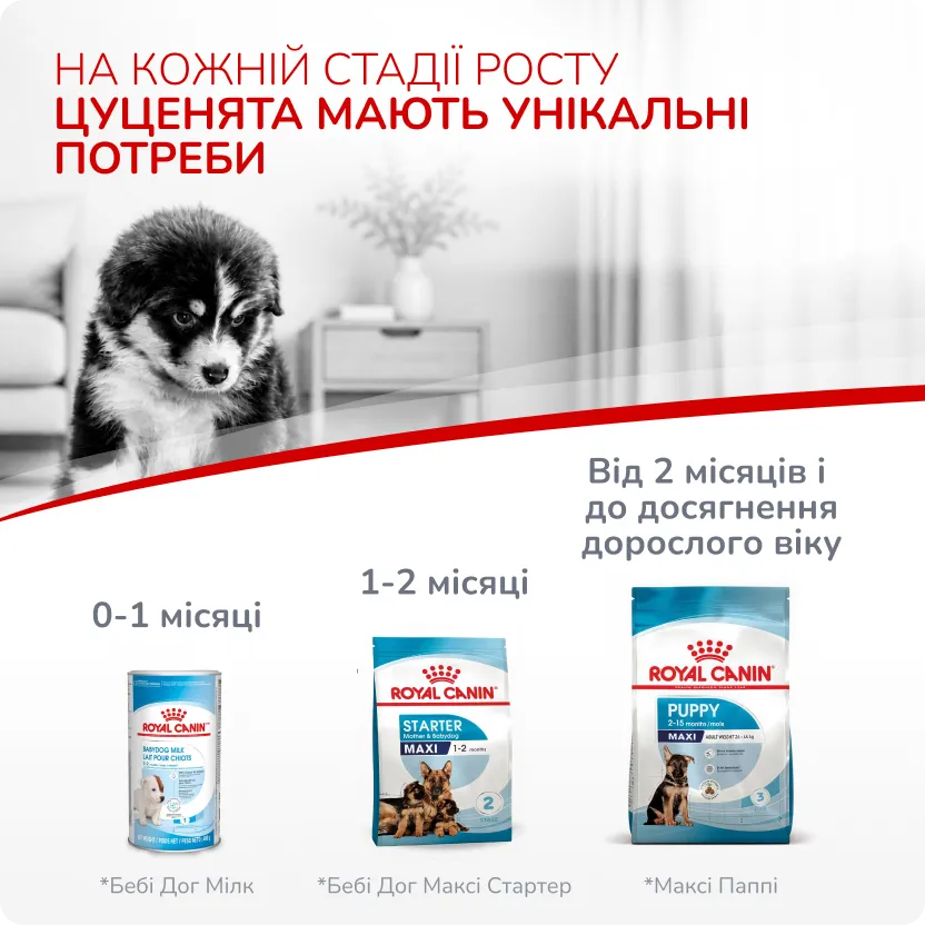 1й слайд для собак