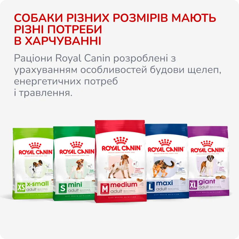 2й слайд для собак