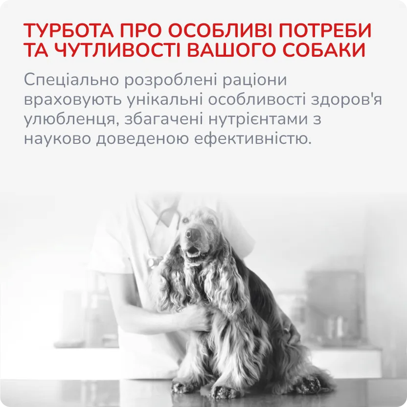 4й слайд для собак